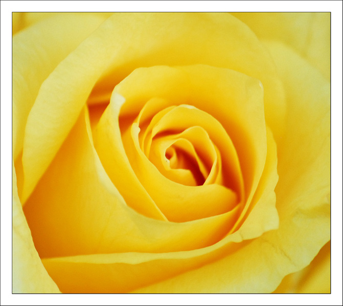 Yellow Rose.jpg